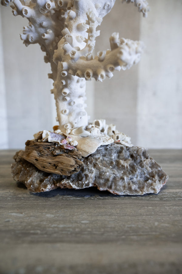 Calvero Octopus Coral
