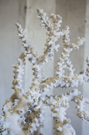 Calvero Octopus Coral