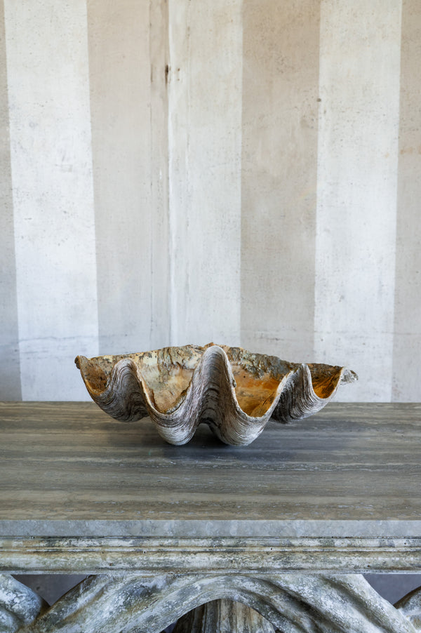 Vintage Caspi Shell