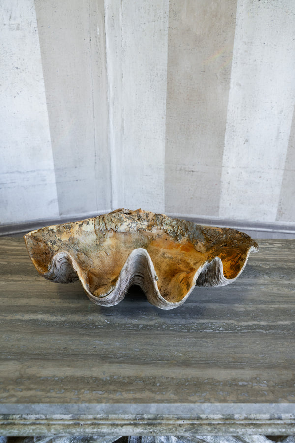 Vintage Caspi Shell