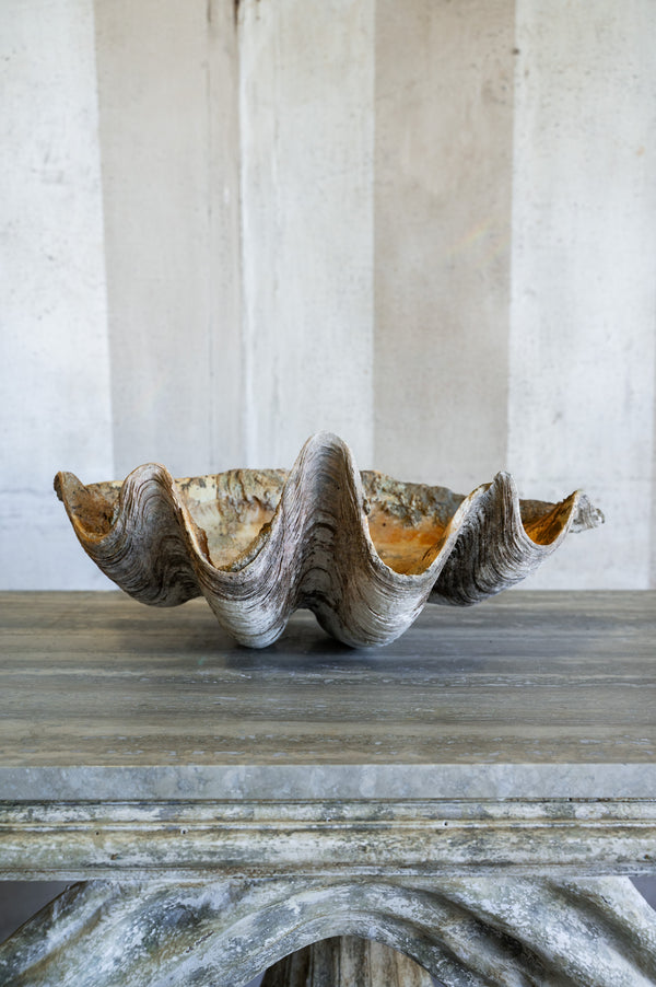 Vintage Caspi Shell