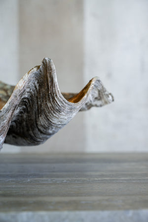 Vintage Caspi Shell