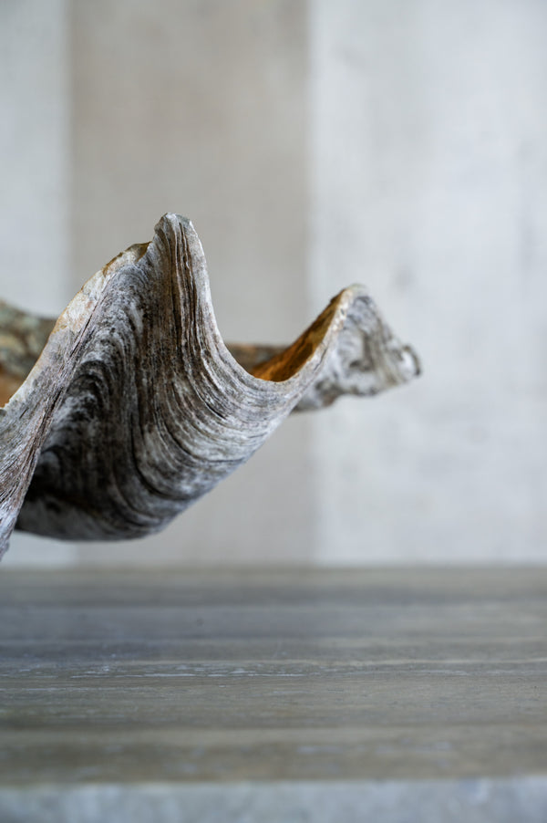 Vintage Caspi Shell