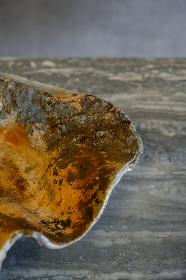 Vintage Caspi Shell