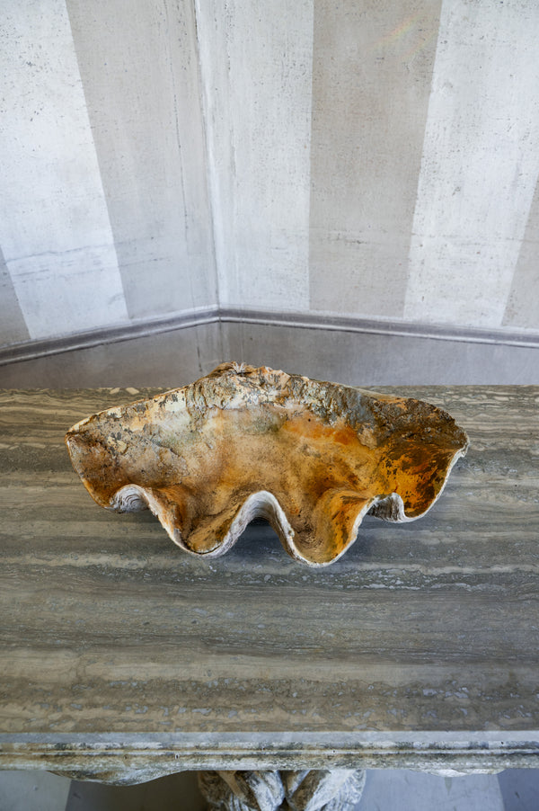 Vintage Caspi Shell