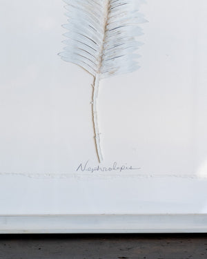 Dried Frond 2
