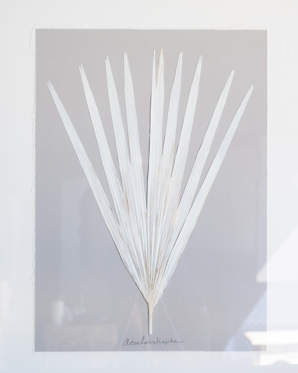 Dried Frond 4