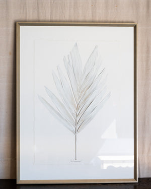 Dried Frond 8