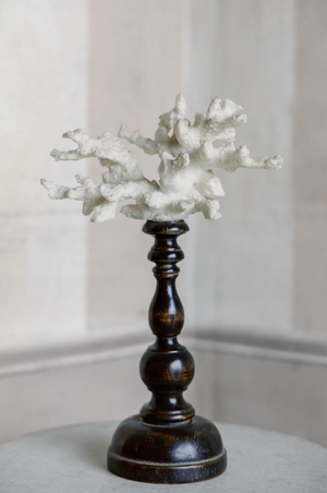 Gaia Coral on Antique Base