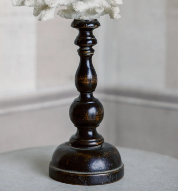 Gaia Coral on Antique Base