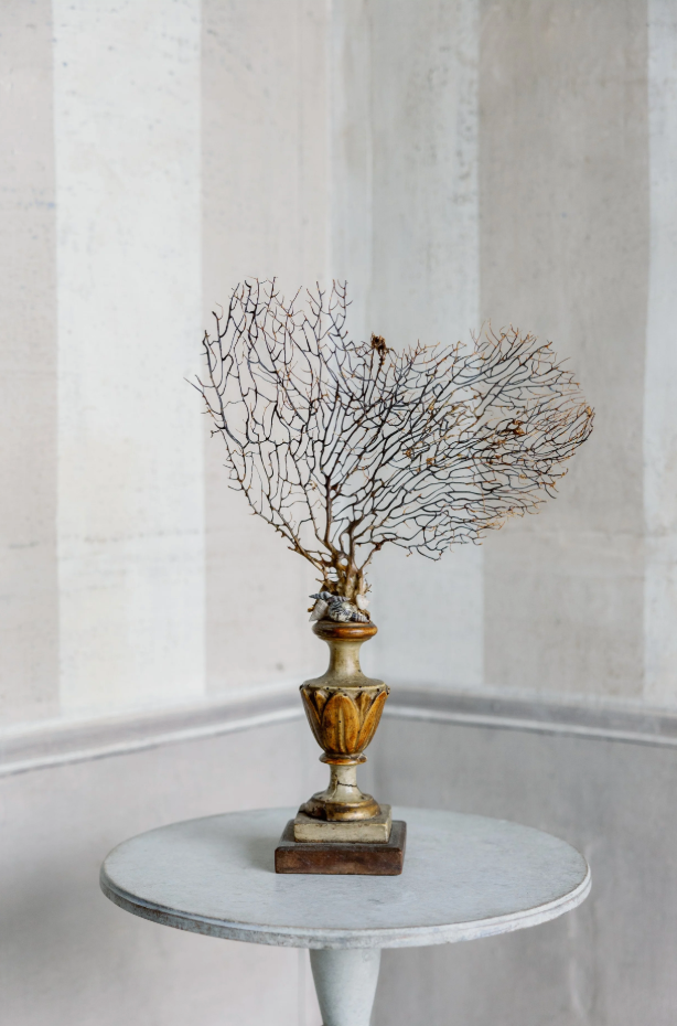 Ginevra Gorgonia on Antique Base