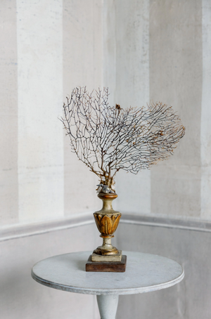 Ginevra Gorgonia on Antique Base