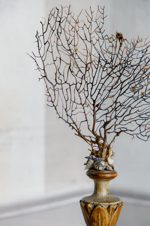 Ginevra Gorgonia on Antique Base