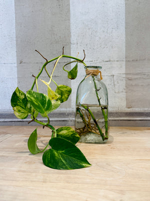 French Barattola Jar