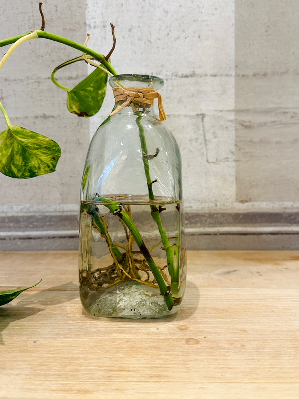 French Barattola Jar