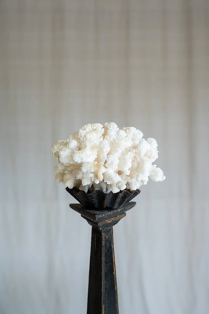 Maristella Coral on Antique Stand