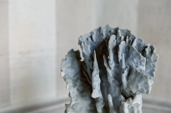 Mattia Coral on Antique Base