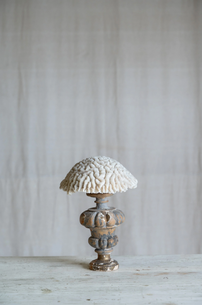 Ondina Coral on Antique Stand