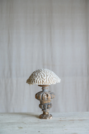Ondina Coral on Antique Stand