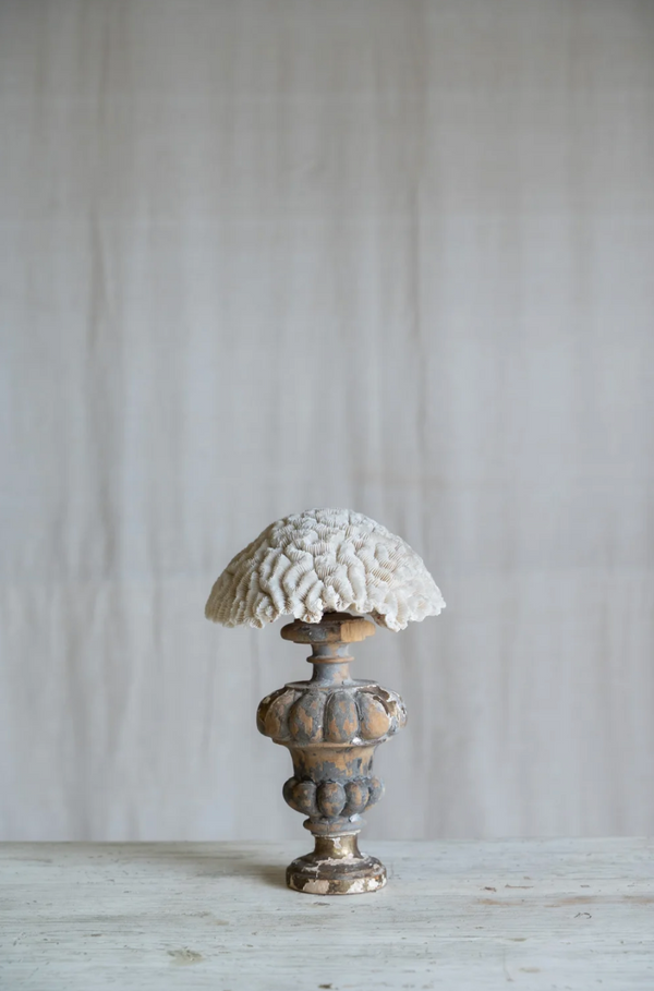 Ondina Coral on Antique Stand