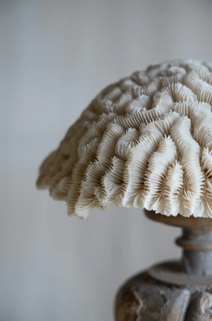 Ondina Coral on Antique Stand