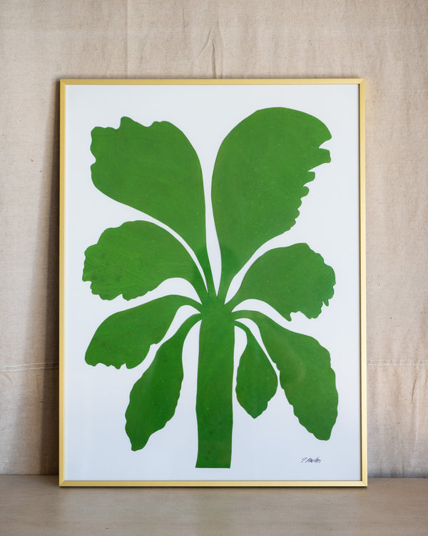 Palm Studies 1