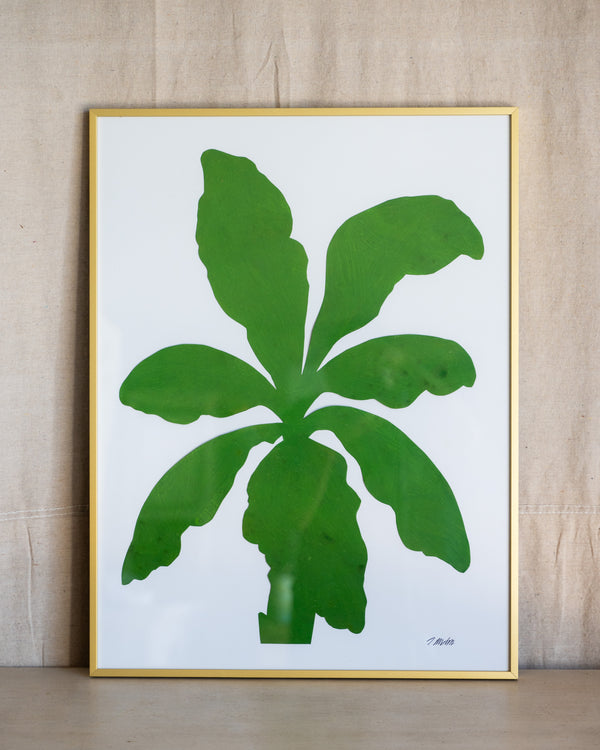 Palm Studies 4