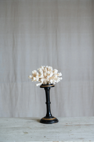 Rosaviva Coral on Antique Stand