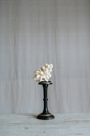 Rosaviva Coral on Antique Stand