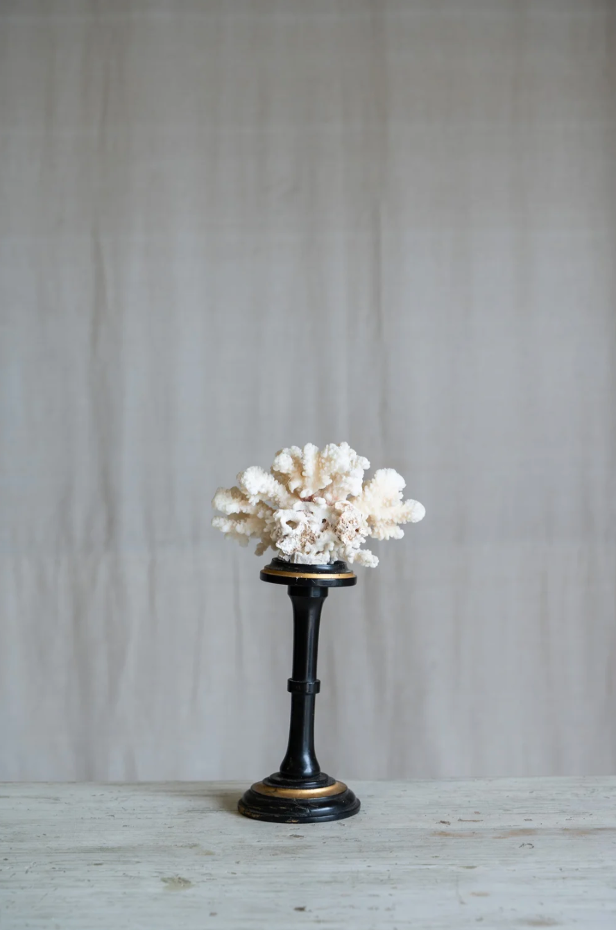 Rosaviva Coral on Antique Stand