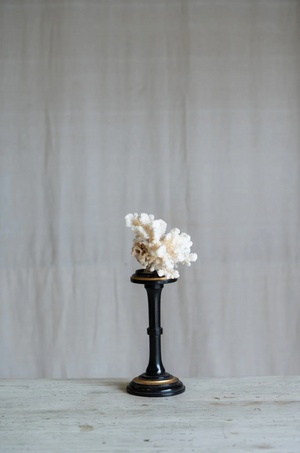 Rosaviva Coral on Antique Stand