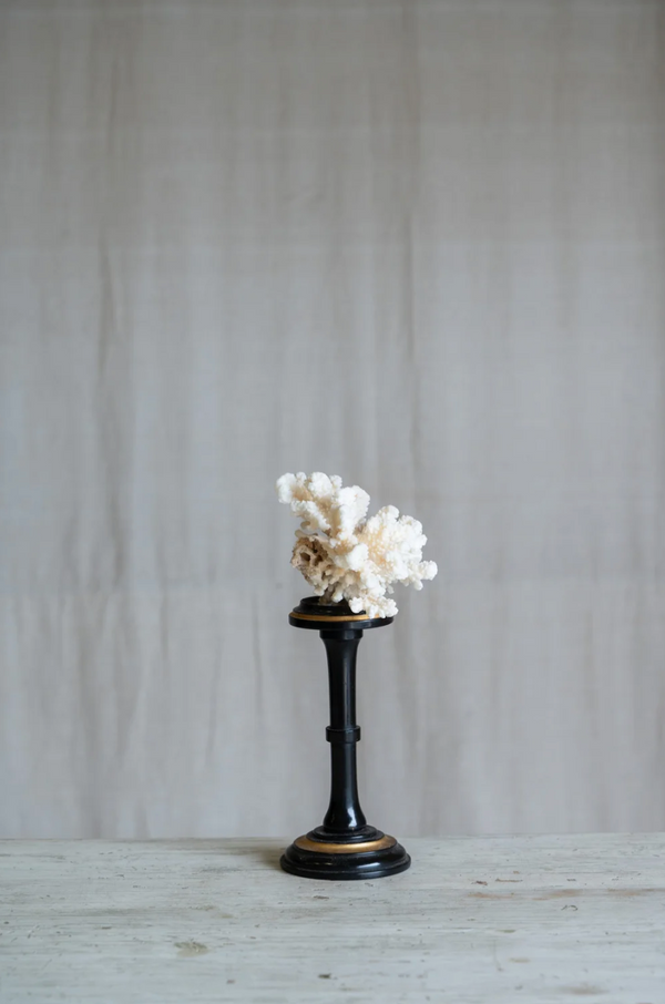 Rosaviva Coral on Antique Stand