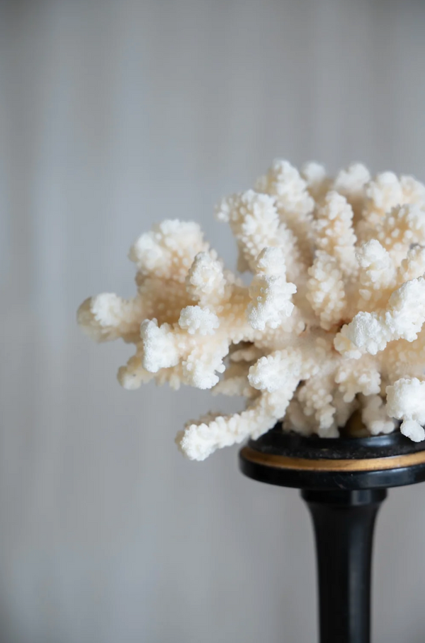 Rosaviva Coral on Antique Stand
