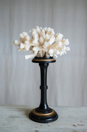 Rosaviva Coral on Antique Stand
