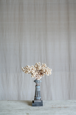Selarose Coral on Antique Stand