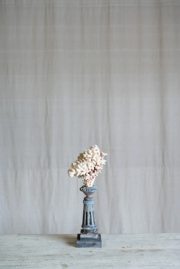 Selarose Coral on Antique Stand