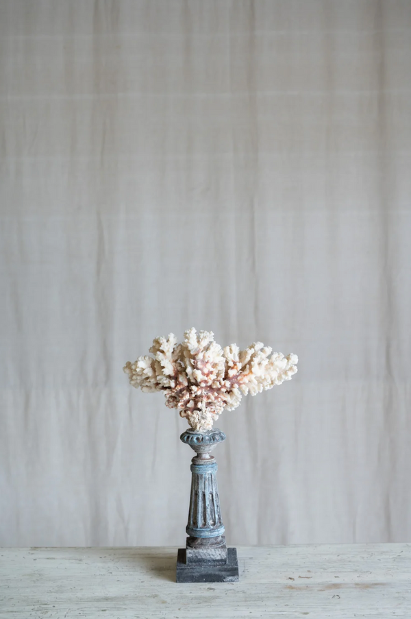 Selarose Coral on Antique Stand