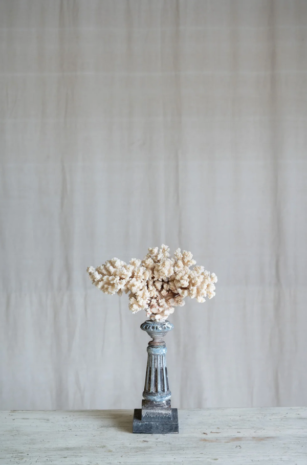 Selarose Coral on Antique Stand