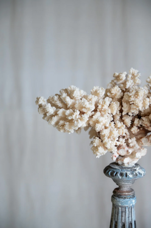 Selarose Coral on Antique Stand