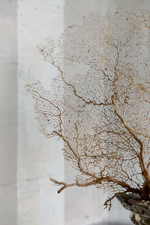 Serina Sea Fan on Antique Base