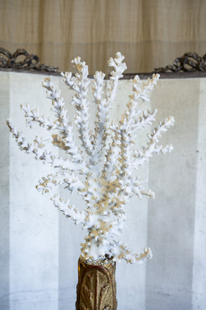 Virello Octopus Coral