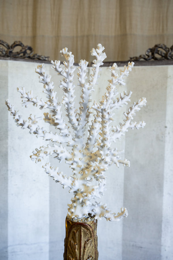 Virello Octopus Coral
