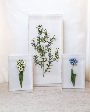 Classic Agapanthus