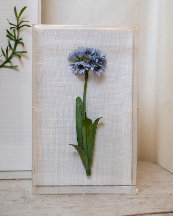 Classic Agapanthus