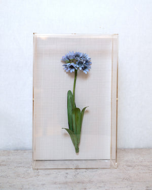 Classic Agapanthus