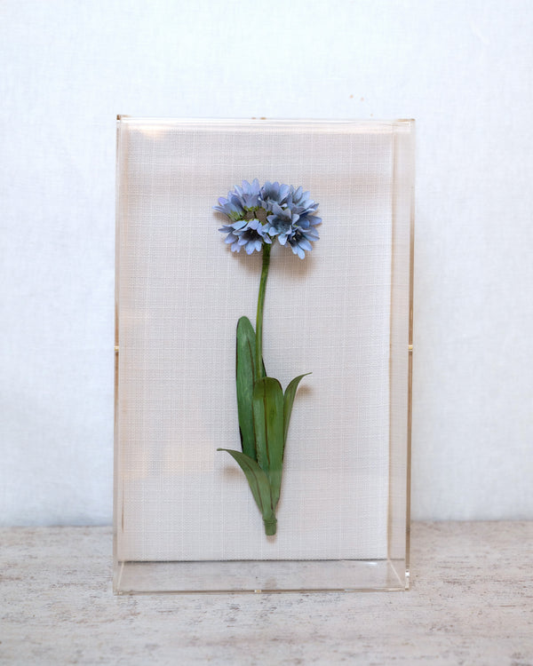 Classic Agapanthus