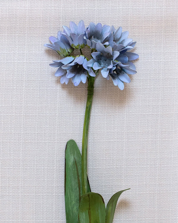 Classic Agapanthus