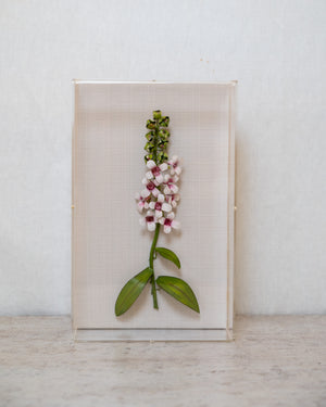 Classic Foxglove