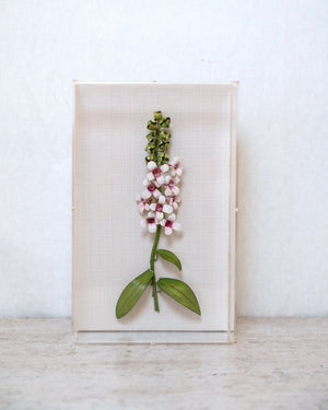 Classic Foxglove
