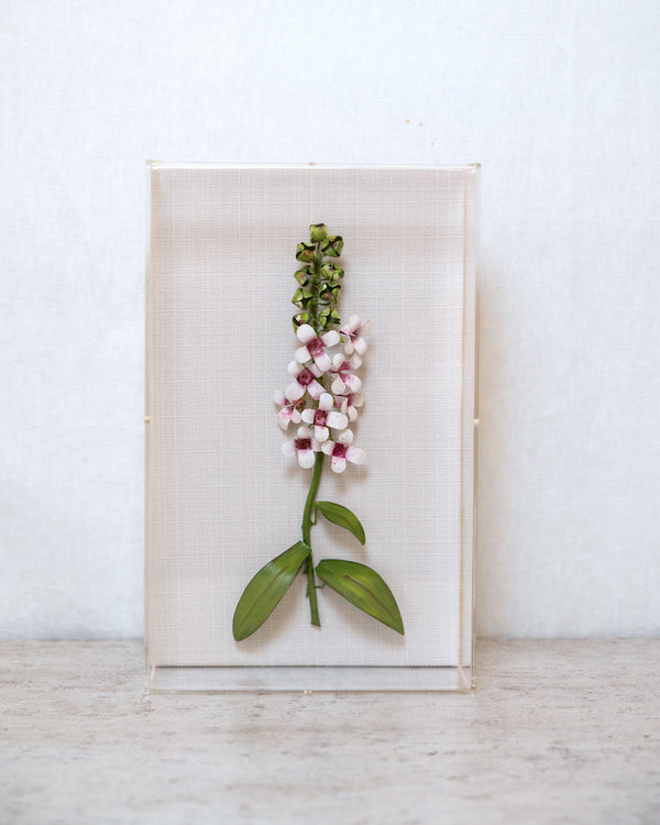 Classic Foxglove